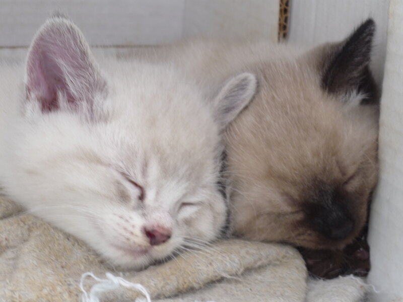 Two Sleeping Kittens — White, Peaceful, Photograph, Blanket, Box