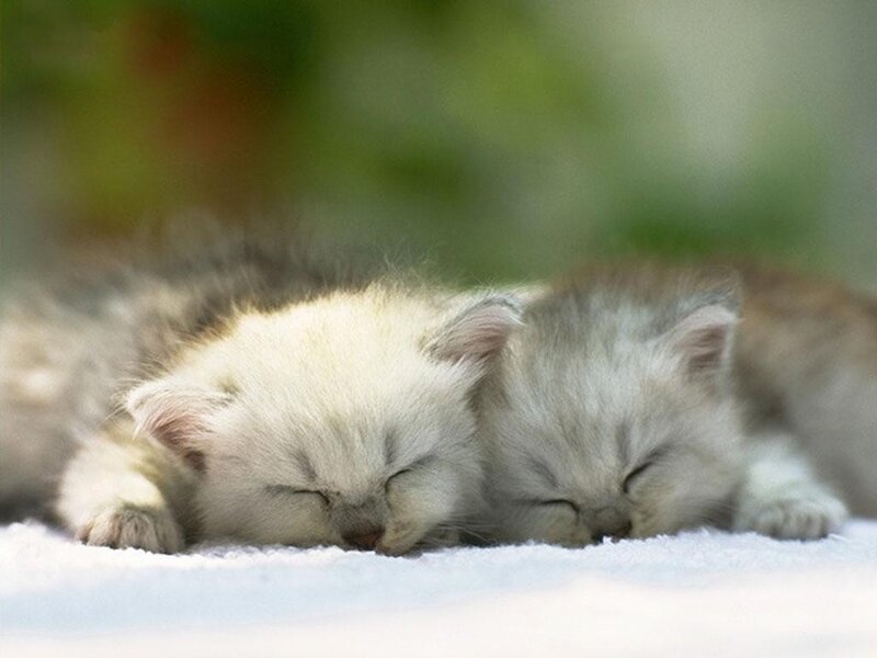 Two Sleeping Kittens — White, Peaceful, Photograph, Blanket, Gray