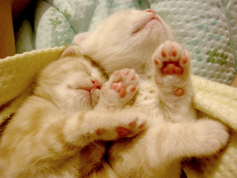 Two Sleeping Kittens — White, Peaceful, Photograph, Blanket, Paws