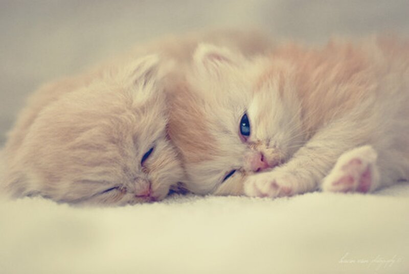 Two Sleeping Kittens — White, Peaceful, Photograph, Blanket