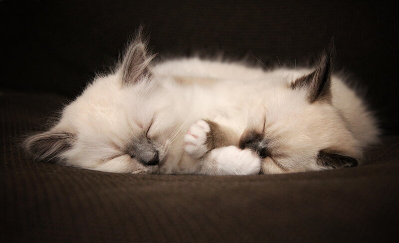 Two Sleeping Kittens — White, Peaceful, Photograph, Couch