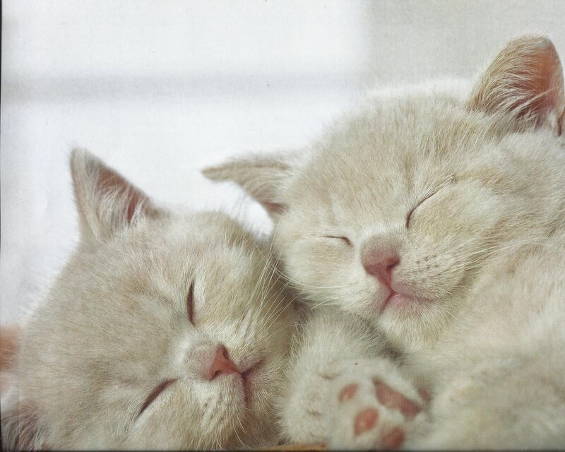 Two Sleeping Kittens — White, Peaceful, Photograph, Paws
