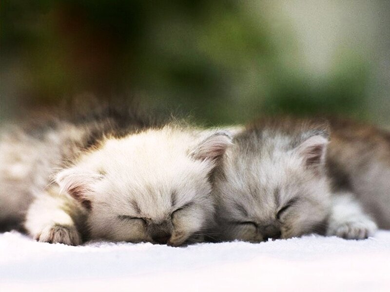 Two Sleeping Kittens — White, Peaceful, Photograph
