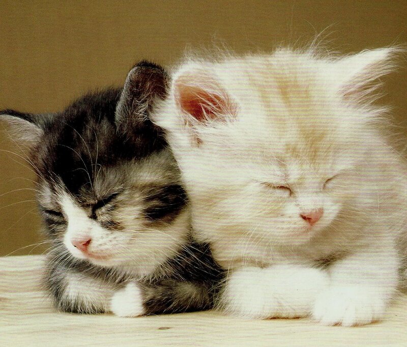 Two Sleeping Kittens — White, Peaceful, Photograph, Wooden Surface