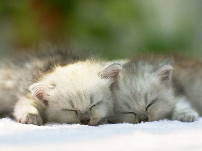 Two Sleeping Kittens — White, Peaceful