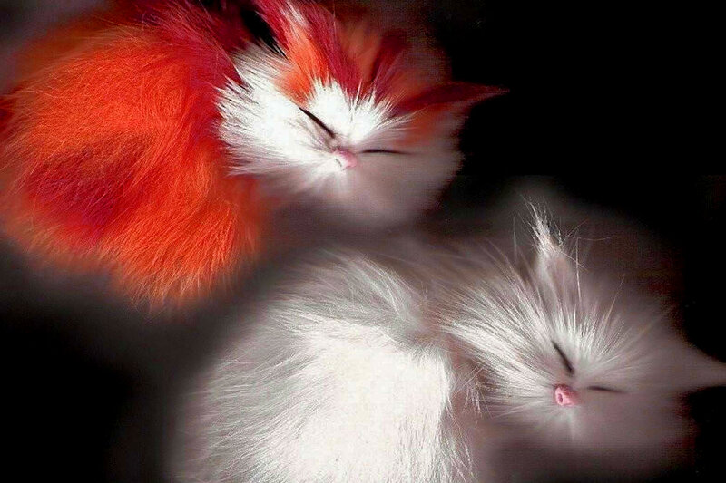 Two Sleeping Kittens — White, Serene, Digital Art