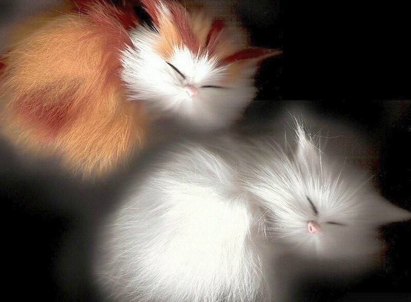 Two Sleeping Kittens — White, Serene