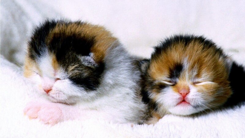 Two Sleeping Kittens — White