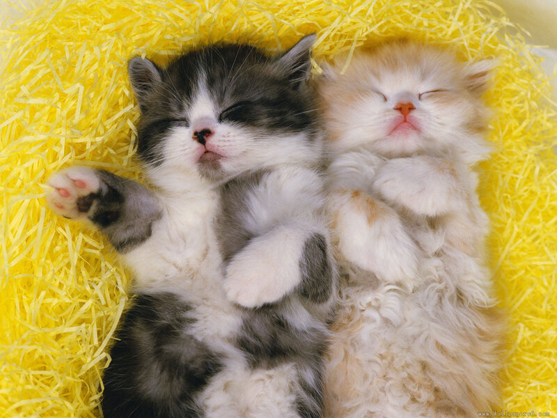Two Sleeping Kittens — Yellow, Peaceful