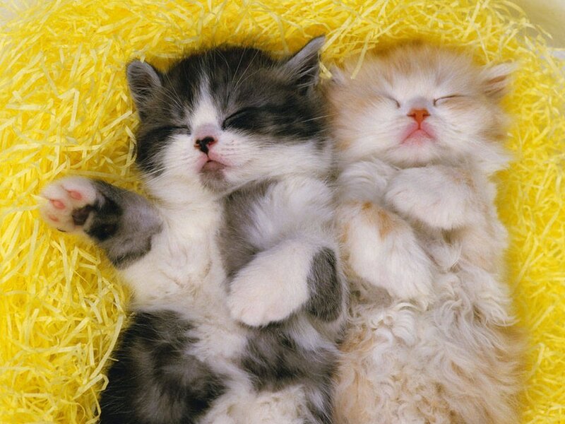 Two Sleeping Kittens — Yellow