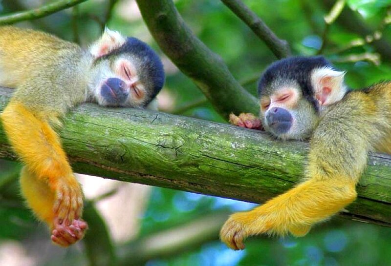 Two sleeping monkeys on a branch