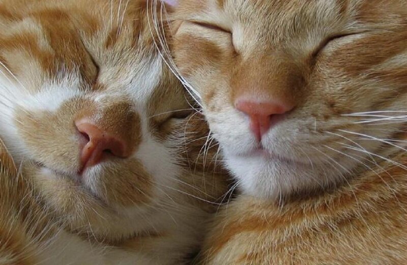 Two Sleeping Orange Cats — Peaceful