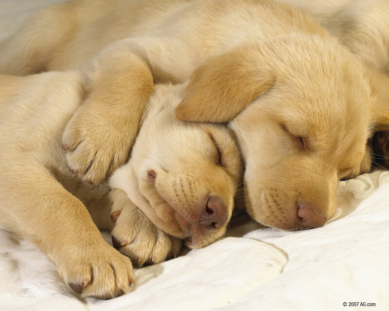 Two sleeping puppies