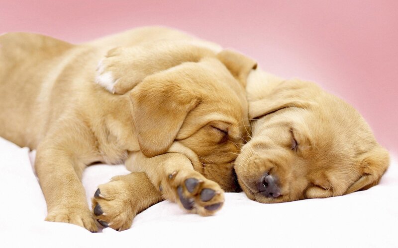 Two sleeping puppies