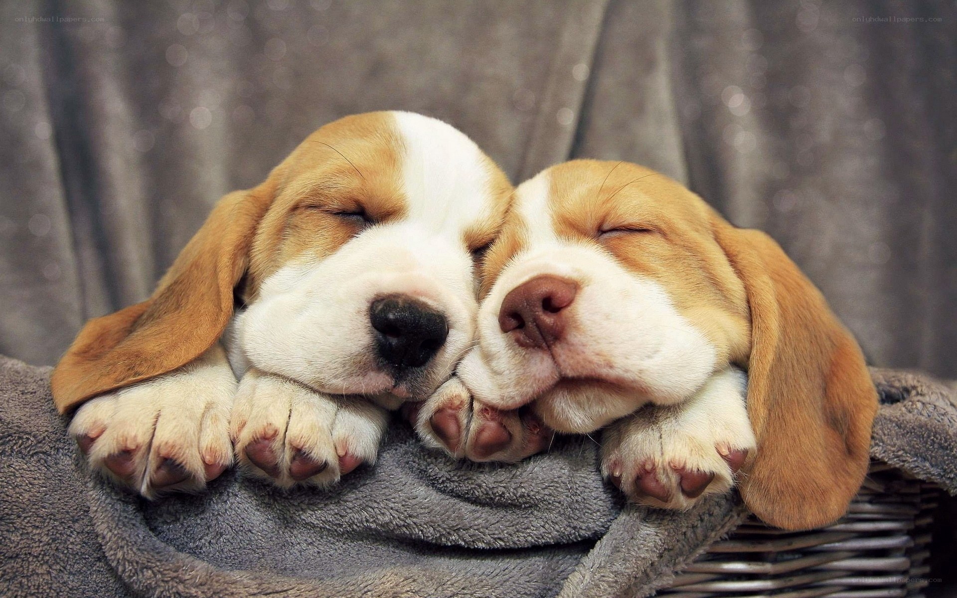 Two sleeping puppies