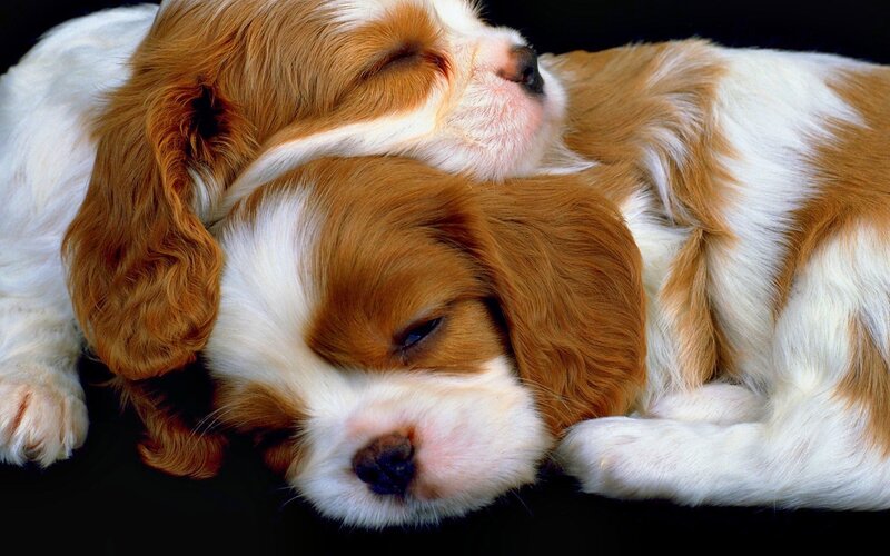 Two sleeping puppies