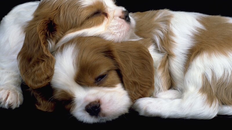 Two sleeping puppies