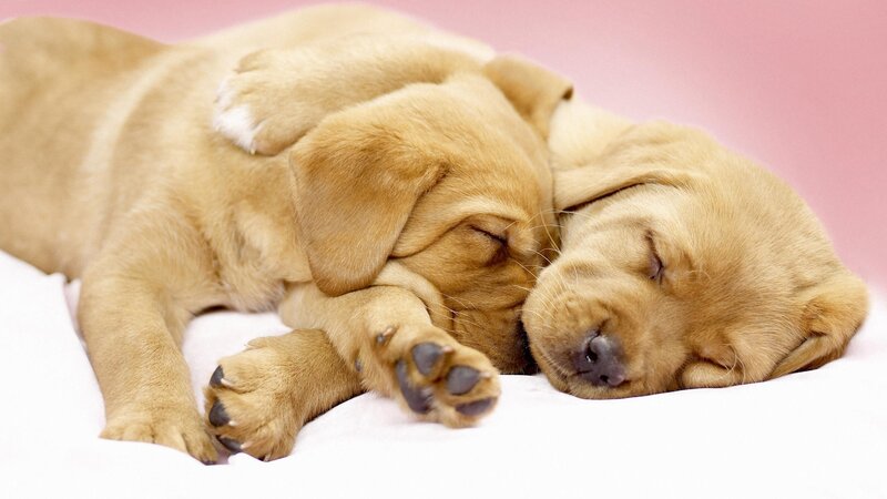 Two sleeping puppies