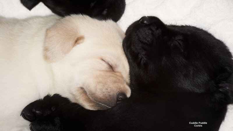 Two Sleeping Puppies — Black, Peaceful, Photograph, Blanket