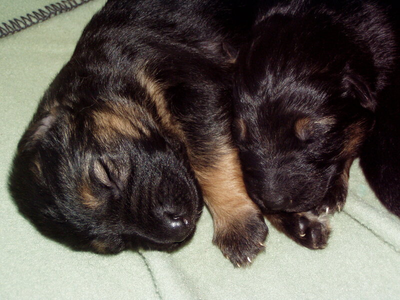 Two Sleeping Puppies — Black, Peaceful, Photograph