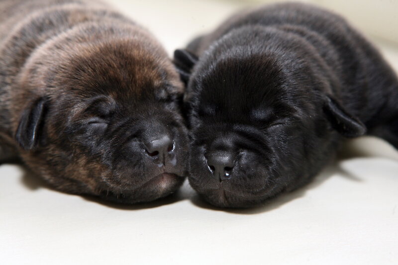 Two Sleeping Puppies — Black, Peaceful