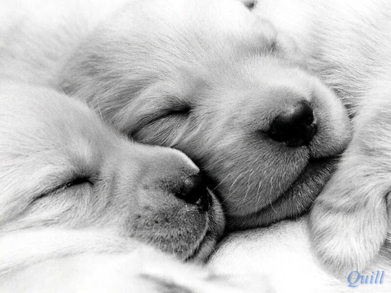Two Sleeping Puppies — Black