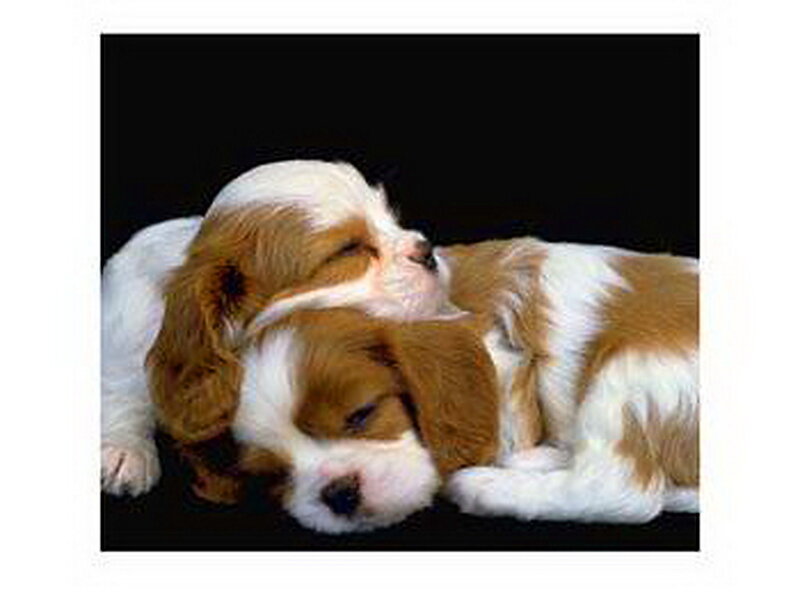 Two Sleeping Puppies — Brown, Peaceful, Photograph, Black Background