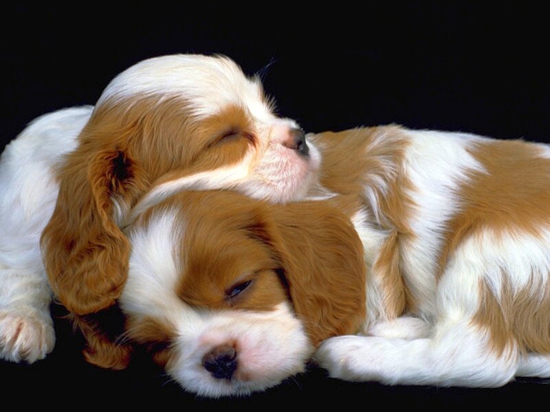 Two Sleeping Puppies — Brown, Peaceful, Photograph, Black Background, White, Black