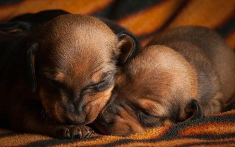 Two Sleeping Puppies — Brown, Peaceful, Photograph, Blanket