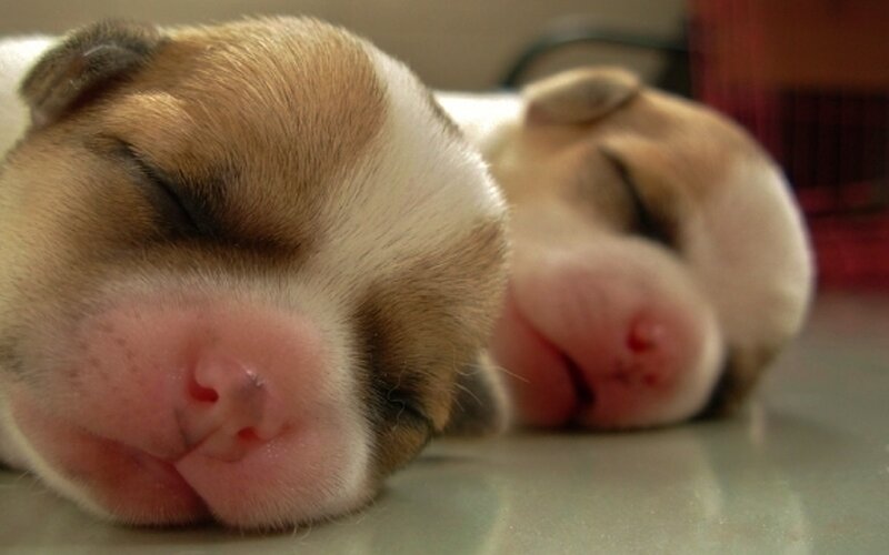 Two Sleeping Puppies — Brown, Peaceful, Photograph, Floor