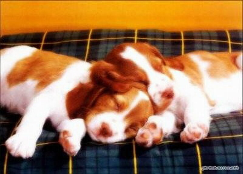 Two Sleeping Puppies — Brown, Peaceful, Photograph