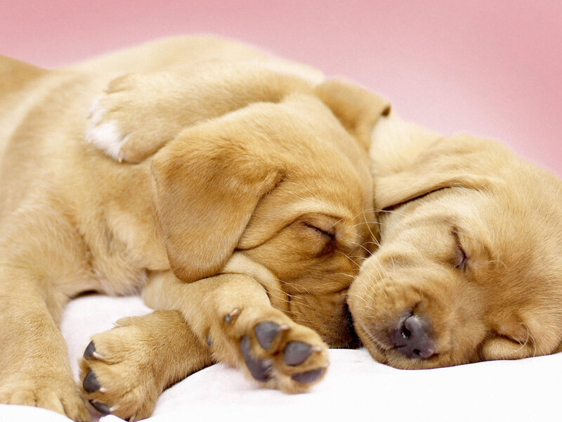 Two Sleeping Puppies — Brown, Peaceful, Photograph, White Surface, Pink Background