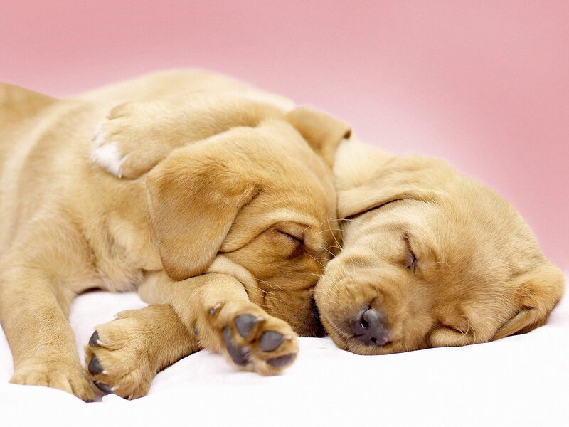 Two Sleeping Puppies — Brown, Peaceful, Photograph, White Surface
