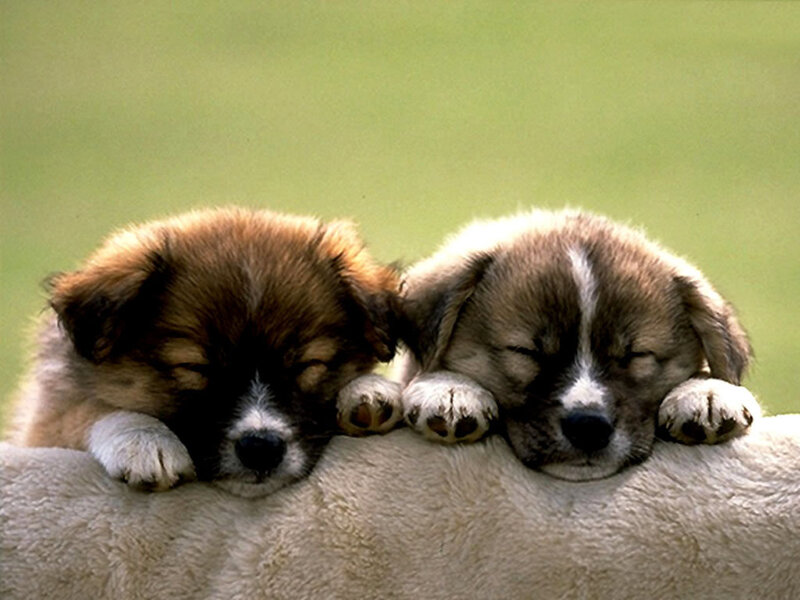 Two Sleeping Puppies — Brown, Peaceful