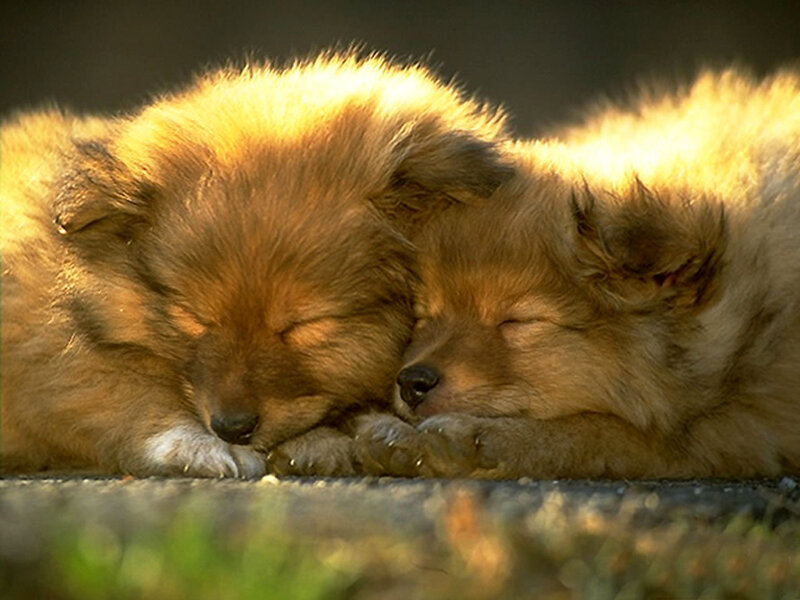 Two Sleeping Puppies — Brown