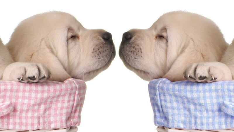 Two sleeping puppies facing each other