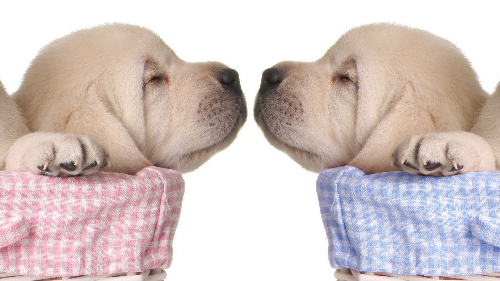 Two sleeping puppies facing each other