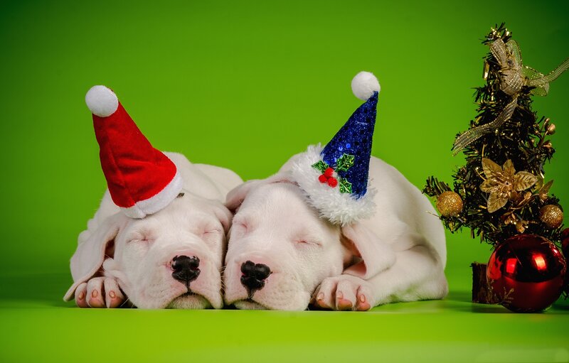 Two Sleeping Puppies — Green, Peaceful