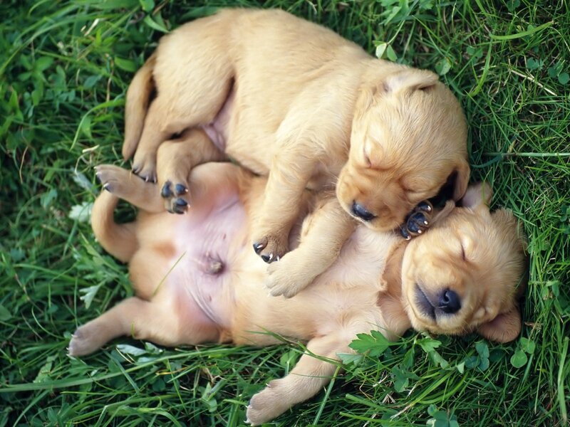 Two Sleeping Puppies — Green