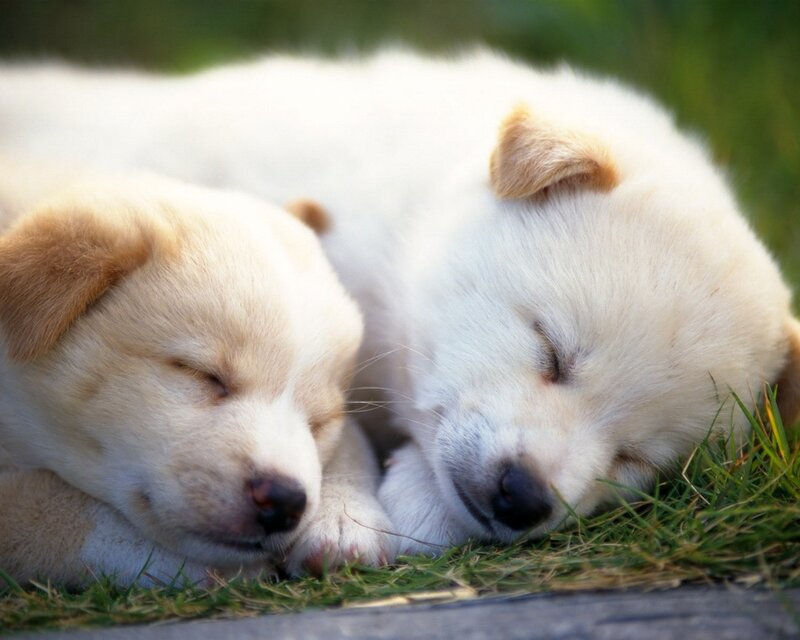 Two sleeping puppies on grass