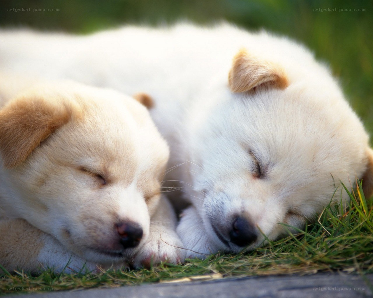 Two sleeping puppies on grass