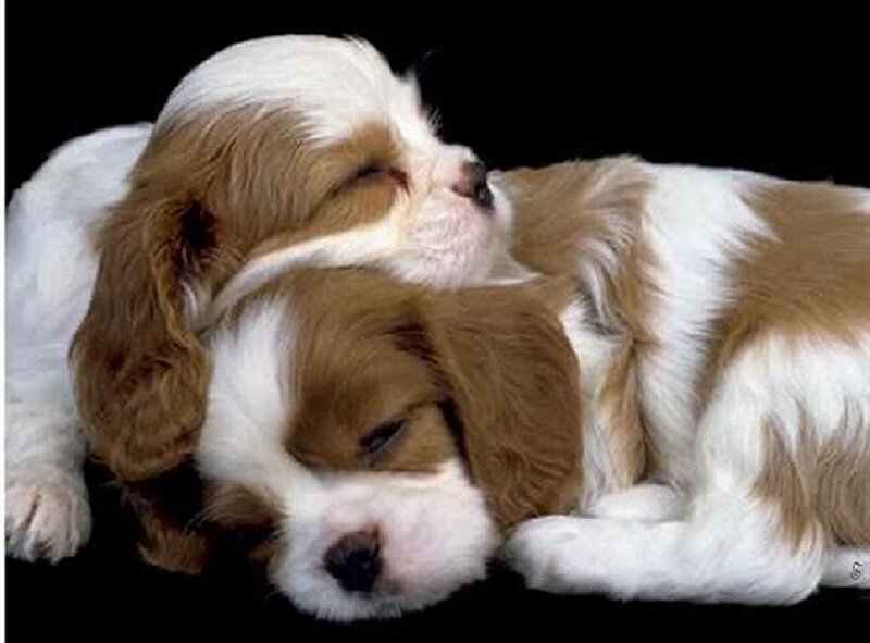 Two Sleeping Puppies — Peaceful