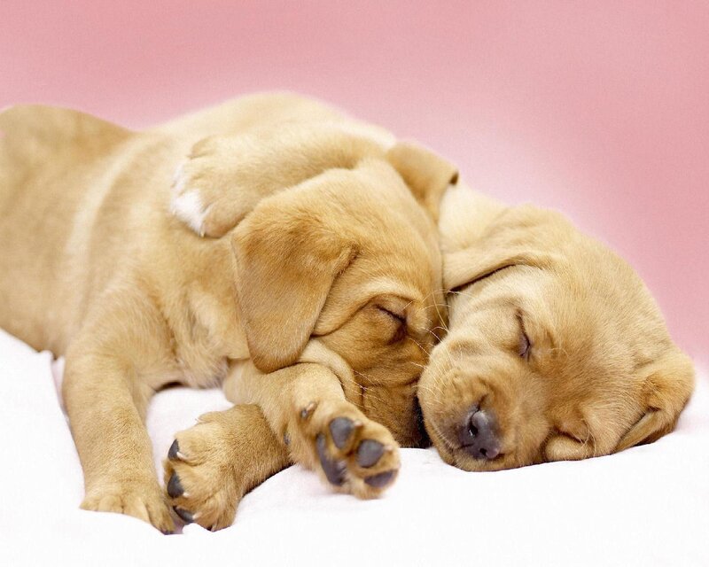 Two Sleeping Puppies — Pink, Peaceful, Photograph, Bed