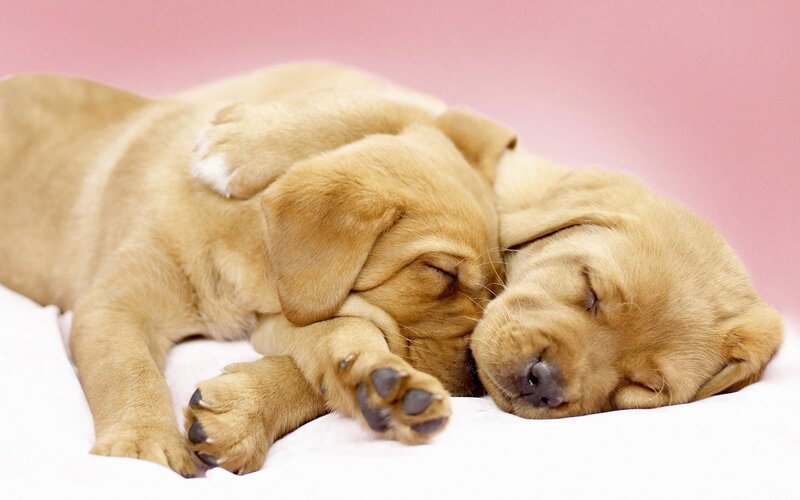Two Sleeping Puppies — Pink, Peaceful, Photograph, Blanket