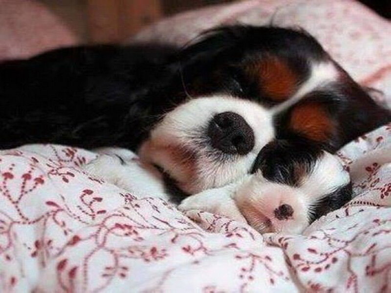 Two Sleeping Puppies — White, Peaceful