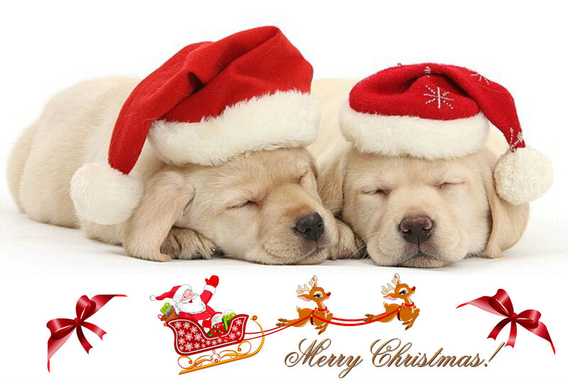 Two Sleeping Puppies — White, Peaceful, Winter
