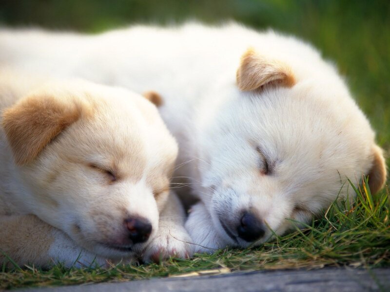 Two Sleeping Puppies — White
