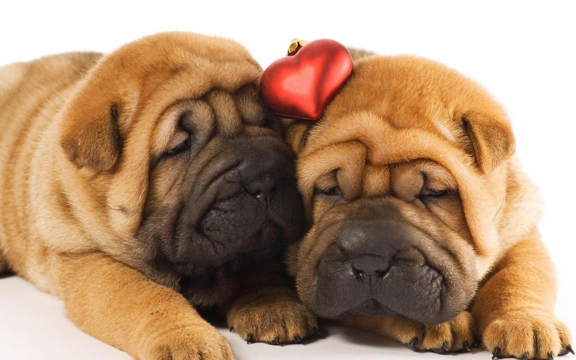 Two sleeping puppies with heart