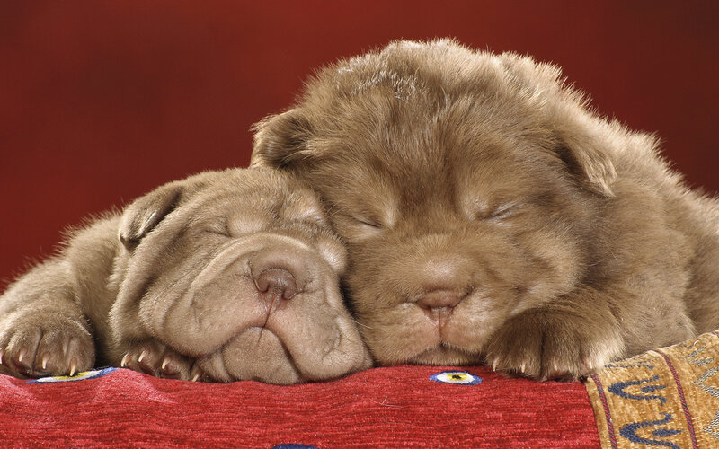 Two Sleeping Shar-pei Puppies — Red