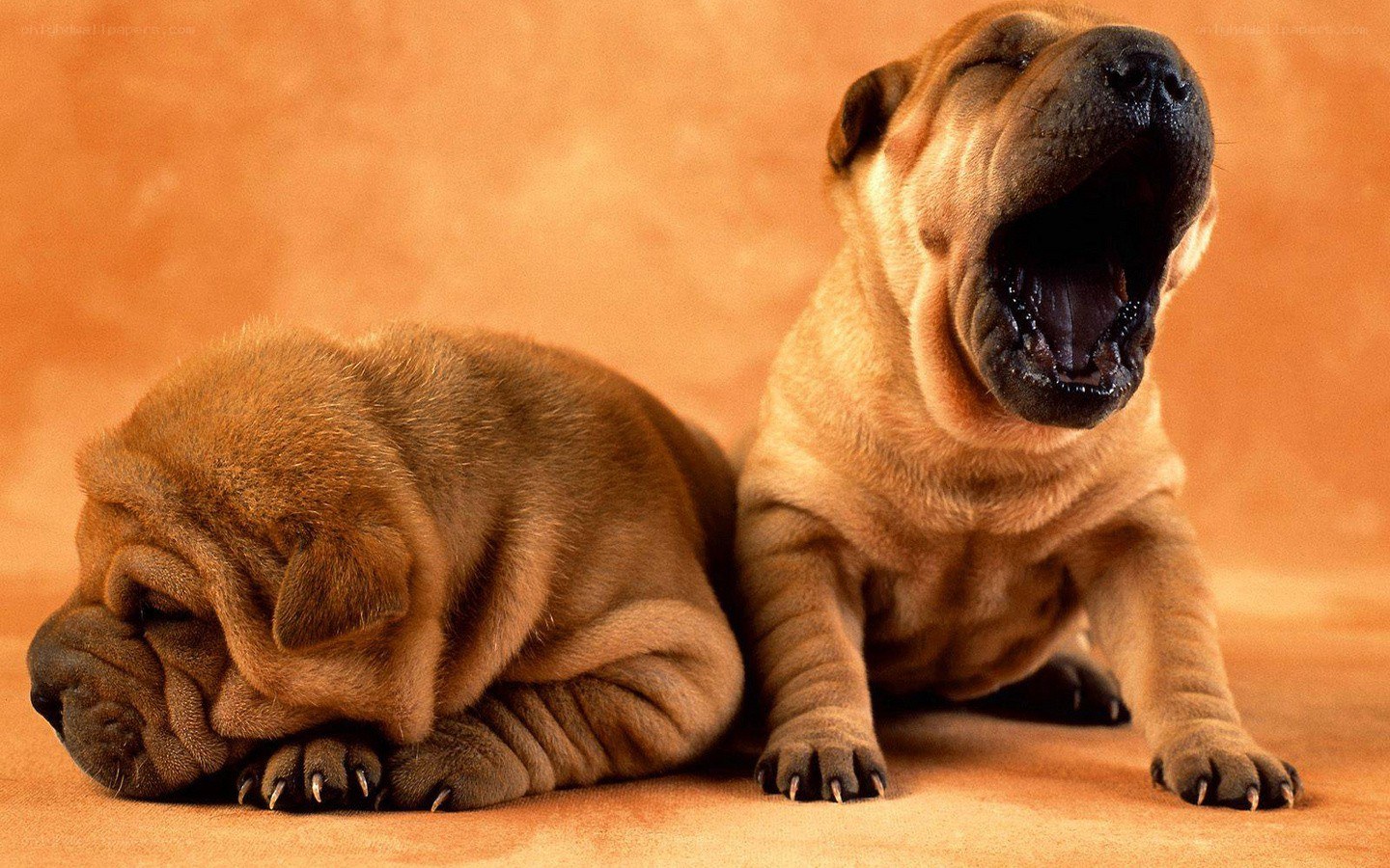 Two sleeping shar-pei puppies